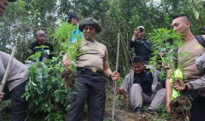 Lalui Bukit Terjal, Wakapolda Bengkulu Tinjau Lokasi Ladang Ganja di Sidang Dataran