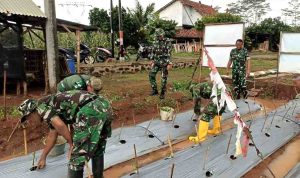 Pasiter Memantau Penyulaman Tanaman Cabai Dilahan Demplot Kodim