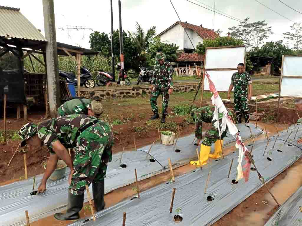 Pasiter Memantau Penyulaman Tanaman Cabai Dilahan Demplot Kodim