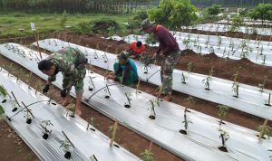 Pengikatan Tanaman Cabe Merah Dengan Menggunakan Ajir Bambu