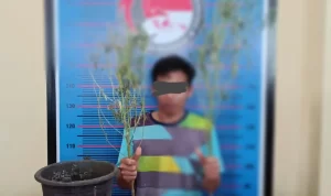 Tanam Ganja di Pot, Pemuda Kota Bengkulu Diringkus Polda Bengkulu