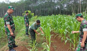 Pemantauan Tanaman Jagung di Demplot Kodim 0736/Batang