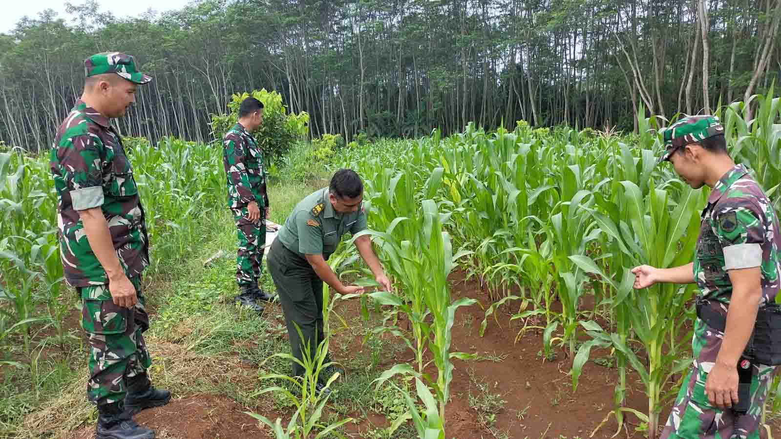 Pemantauan Tanaman Jagung di Demplot Kodim 0736/Batang