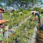 Babinsa Kodim 0736/Batang Kesulitan Mengatasi Serangan Hama Patek