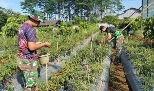 Babinsa Kodim 0736/Batang Kesulitan Mengatasi Serangan Hama Patek