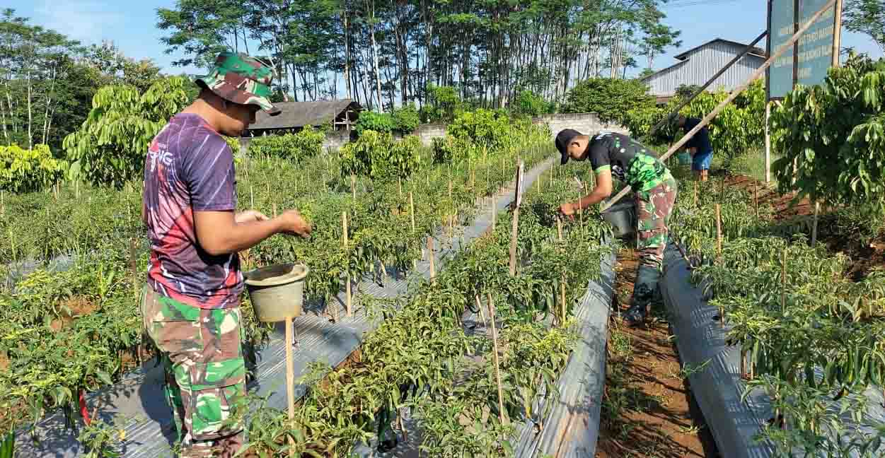 Babinsa Kodim 0736/Batang Kesulitan Mengatasi Serangan Hama Patek